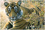 Sariska Tiger